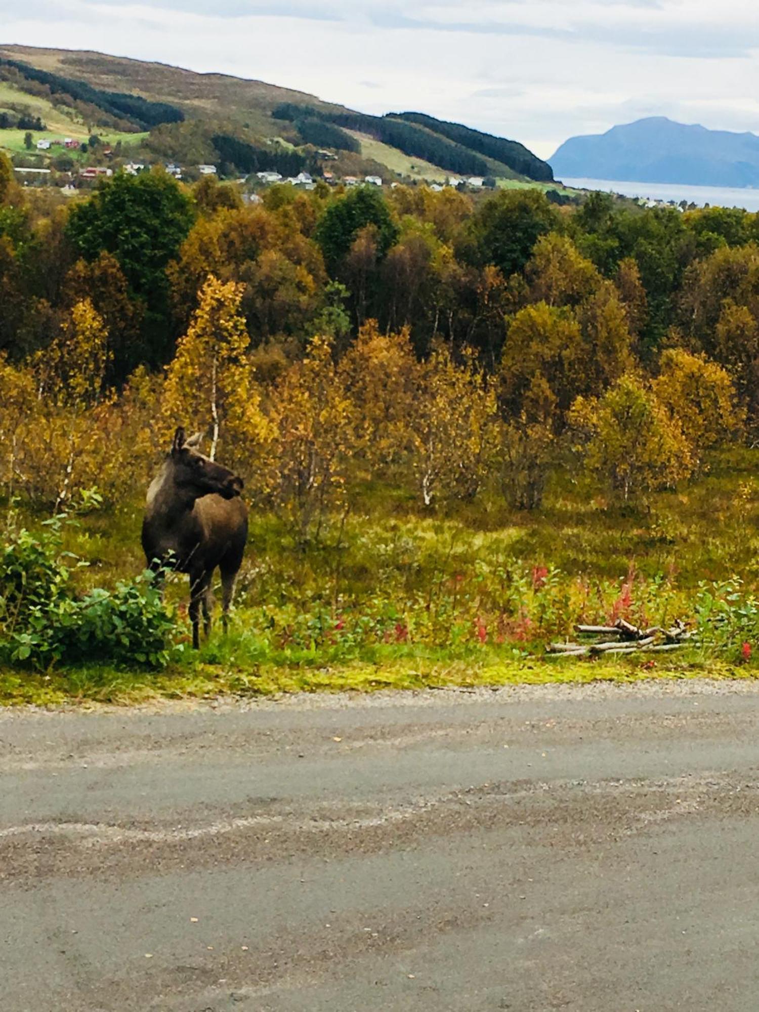 Sortland Camping Og Motell As Dış mekan fotoğraf